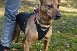 Leoś – super gość do adopcji, Mazowieckie, Józefów