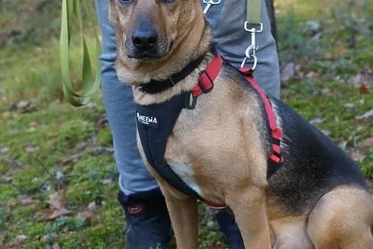 Leoś – super gość do adopcji, Mazowieckie, Józefów
