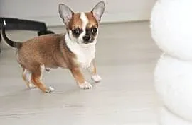 Chihuahua ZKwP FCI z prawdziwym rodowodem!