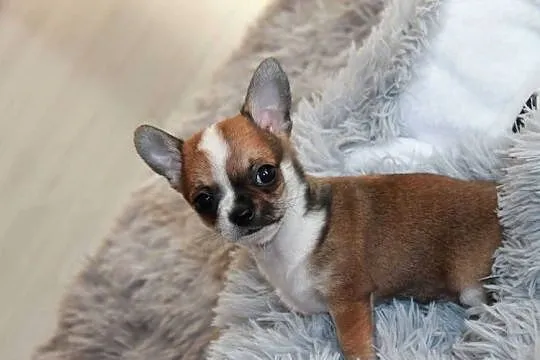 Chihuahua ZKwP FCI z prawdziwym rodowodem!, Zachodniopomorskie, Świnoujście