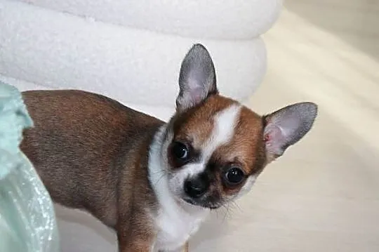 Chihuahua ZKwP FCI z prawdziwym rodowodem!, Zachodniopomorskie, Świnoujście