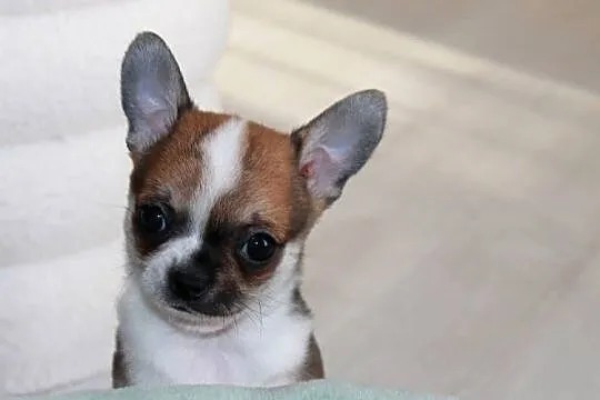 Chihuahua ZKwP FCI z prawdziwym rodowodem!, Zachodniopomorskie, Świnoujście