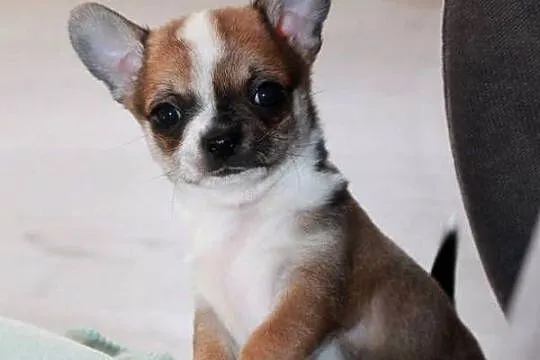 Chihuahua ZKwP FCI z prawdziwym rodowodem!, Zachodniopomorskie, Świnoujście