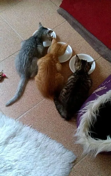 3 śliczne kociaki poszukują domu!
