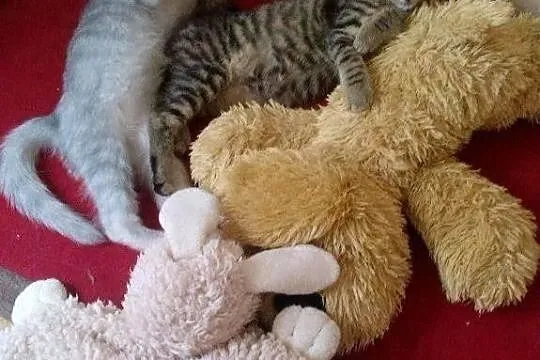 3 śliczne kociaki poszukują domu!