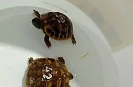 Żółw Grecki Testudo Hermanni Lądowy Obrzeżony