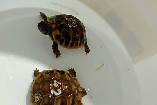 Żółw Grecki Testudo Hermanni Lądowy Obrzeżony, Podkarpackie, Rzeszów