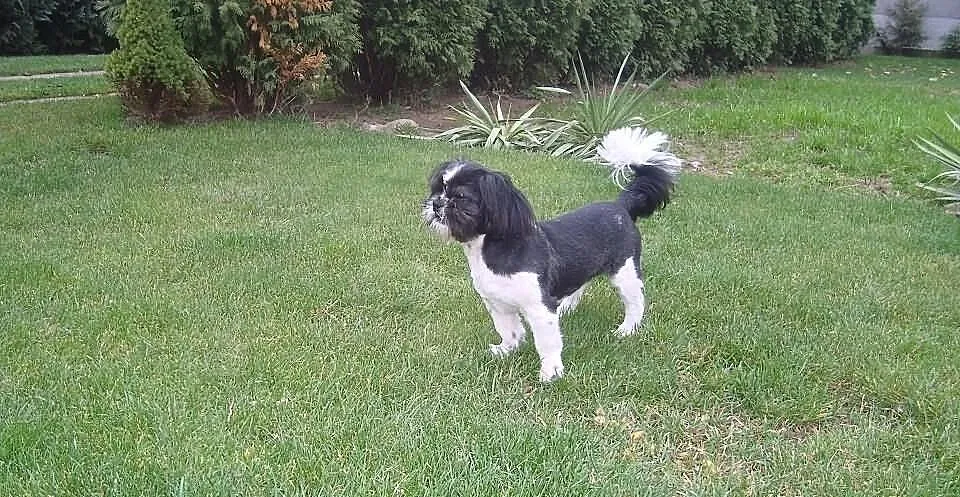 Shih tzu - oferta krycia