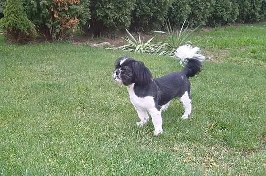 Shih tzu - oferta krycia