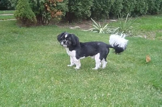 Shih tzu - oferta krycia