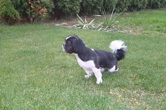 Shih tzu - oferta krycia