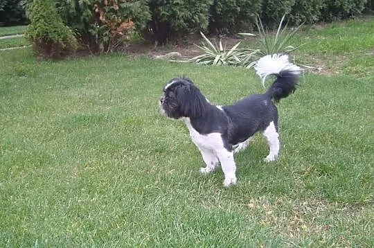Shih tzu - oferta krycia