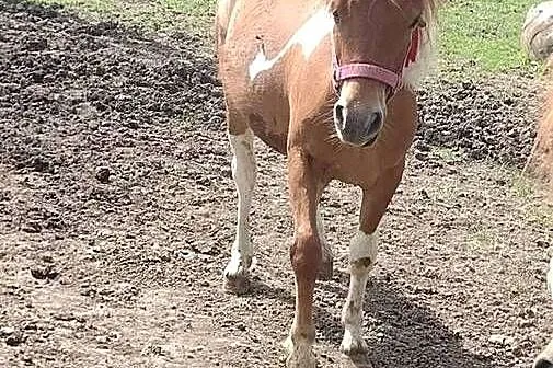 Sprzedam rocznego ogierka, Małopolskie, Mszanka