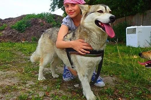 Beza- śliczna przefajna sunia w typie husky,  wiel