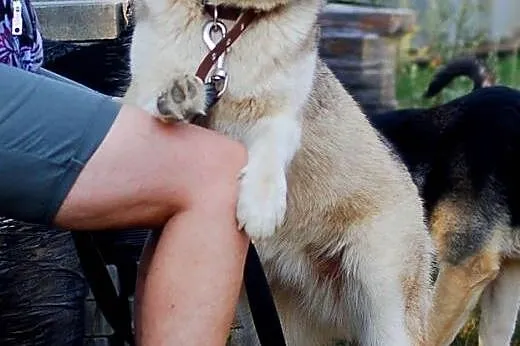 Beza- śliczna przefajna sunia w typie husky,  wiel