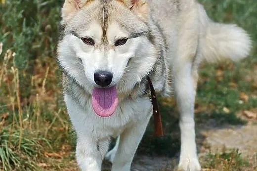 Beza- śliczna przefajna sunia w typie husky,  wiel