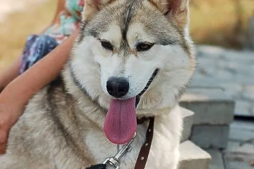 Beza- śliczna przefajna sunia w typie husky,  wiel