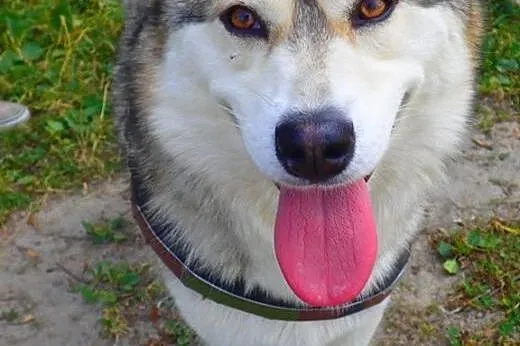 Beza- śliczna przefajna sunia w typie husky,  wiel