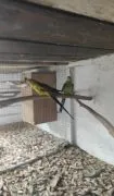 Sprzedam papugi różnego gatunku!!!!!!!!!!!!!!!!!!!!!!!!!!!