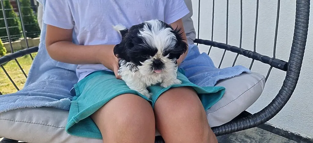 Piesek rasy Shih Tzu, Śląskie, Kamienica