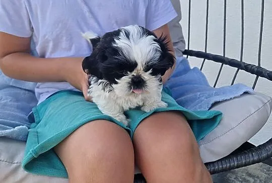 Piesek rasy Shih Tzu