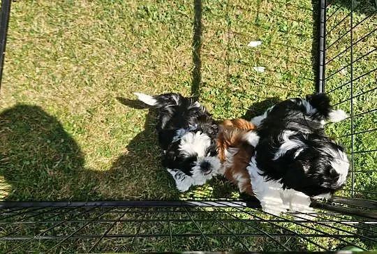 Piesek rasy Shih Tzu, Śląskie, Kamienica