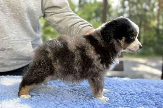 Owczarek miniaturowy amerykański mas nie owczarek australijski aussie, Kujawsko-pomorskie, Toruń