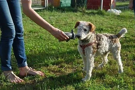 Prześliczny, wesoły foksterier szuka kochającego d