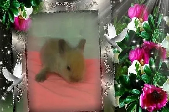 Teddy królik króliczek karzełek z rodowodem - hodo