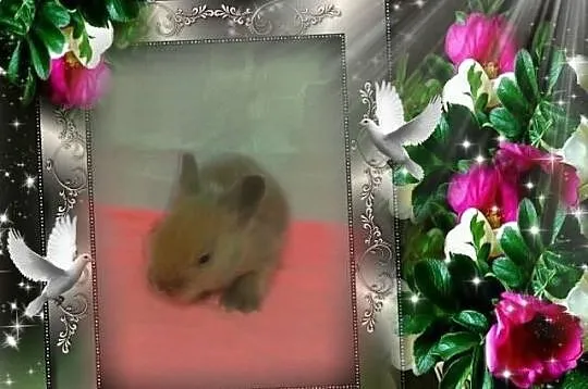 Teddy królik króliczek karzełek z rodowodem - hodo