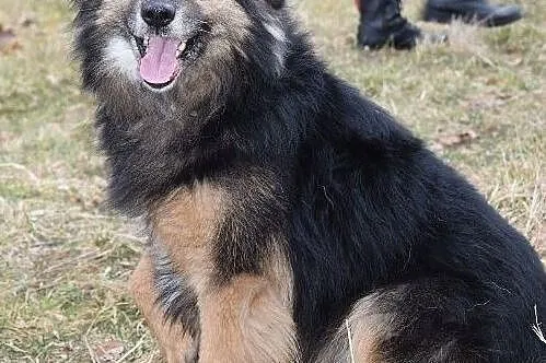 Futrzasty Hasan szuka domuu, Śląskie, Bytom