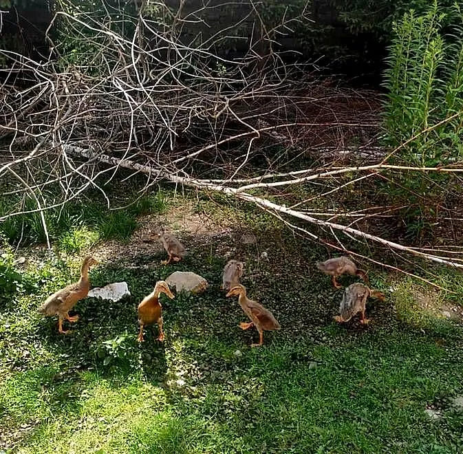 Sprzedam biegusy indyjskie wiek 8 tygodni, Małopolskie, Łącko