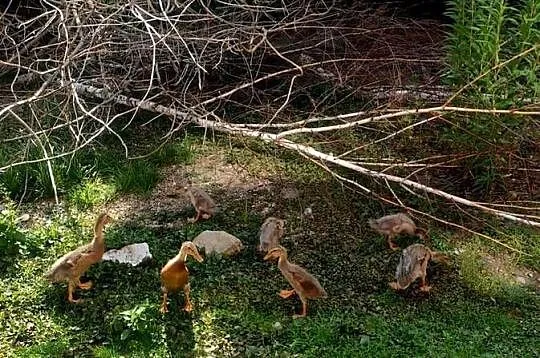 Sprzedam biegusy indyjskie wiek 8 tygodni, Małopolskie, Łącko