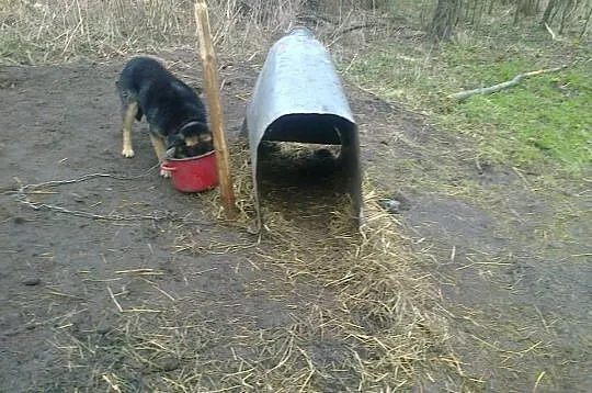 Murzynek sympatyczny psiak chce oddać Ci swoje ser