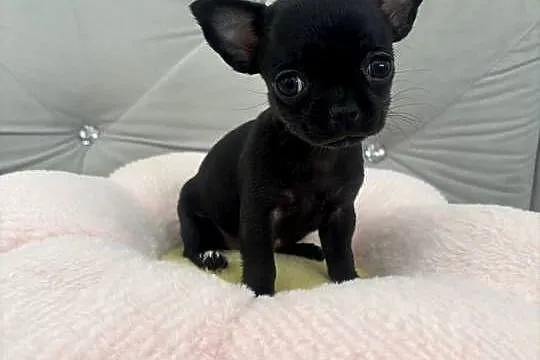 Chihuahua xs, Zachodniopomorskie, Szczecin