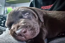 Labrador szczenieta