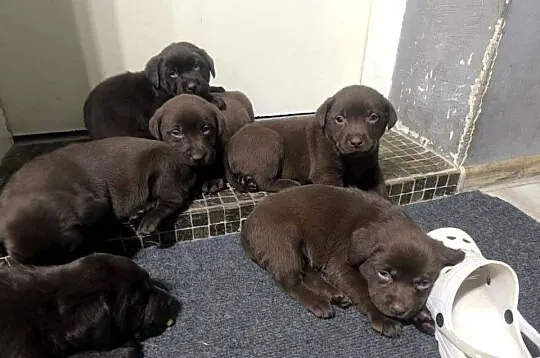 Labrador szczenieta, Dolnośląskie, Maciejowiec