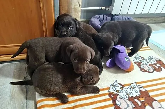 Labrador szczenieta, Dolnośląskie, Maciejowiec