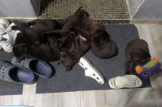 Labrador szczenieta, Dolnośląskie, Maciejowiec