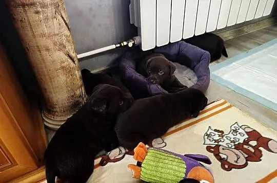 Labrador szczenieta, Dolnośląskie, Maciejowiec