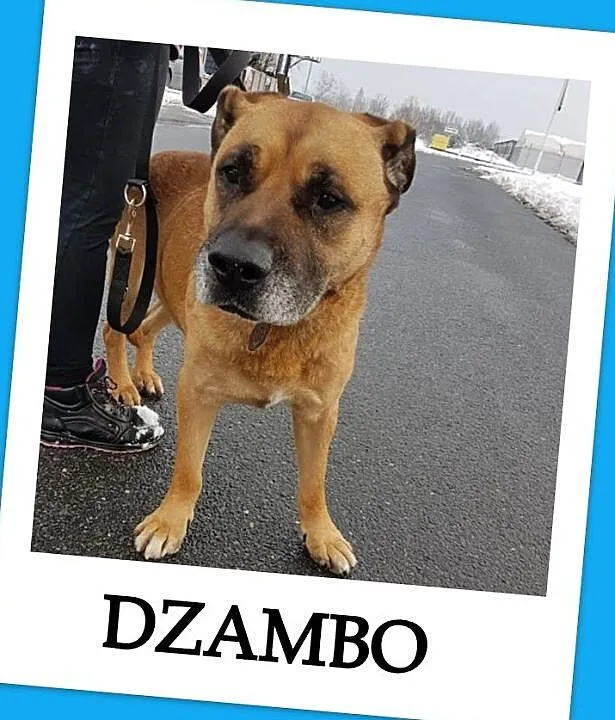 DŻAMBO,duży smutny pies w typie amstaffa,łagodny,zaszczepiony,8 letni.Adopcja, Małopolskie, Kraków