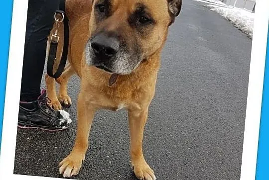 DŻAMBO,duży smutny pies w typie amstaffa,łagodny,zaszczepiony,8 letni.Adopcja, Małopolskie, Kraków