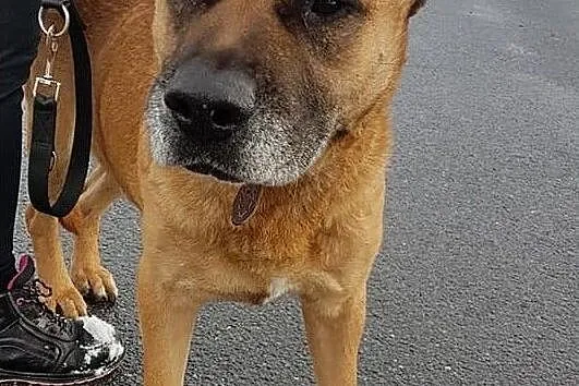 DŻAMBO,duży smutny pies w typie amstaffa,łagodny,zaszczepiony,8 letni.Adopcja, Małopolskie, Kraków