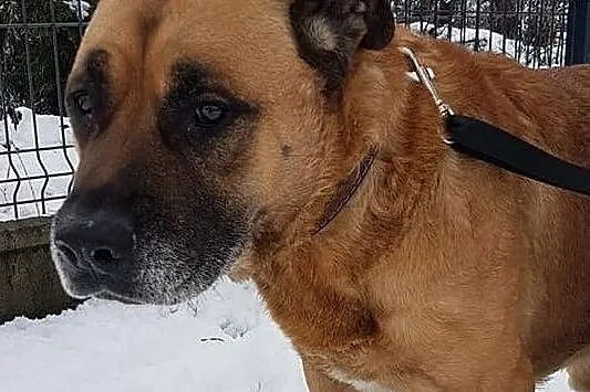 DŻAMBO,duży smutny pies w typie amstaffa,łagodny,zaszczepiony,8 letni.Adopcja, Małopolskie, Kraków
