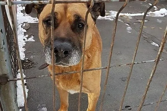 DŻAMBO,duży smutny pies w typie amstaffa,łagodny,zaszczepiony,8 letni.Adopcja, Małopolskie, Kraków