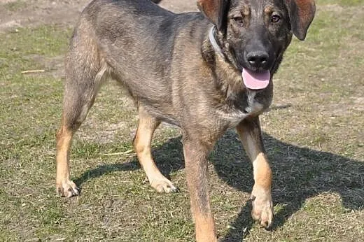 LILI - 1,5 roczna sunia już tak długo szuka domu, 