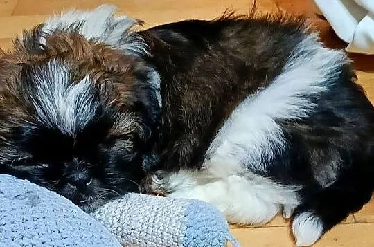 Shih tzu szczeniak tricolor, Śląskie, Katowice