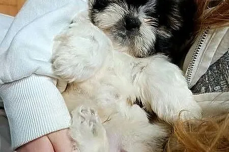 Shih tzu szczeniak tricolor, Śląskie, Katowice