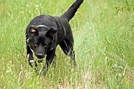 Uśmiechnięty, kochany Bleki, radosny LABRADOR adop