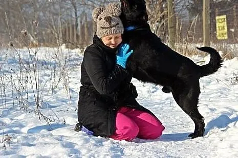 Uśmiechnięty, kochany Bleki, radosny LABRADOR adop
